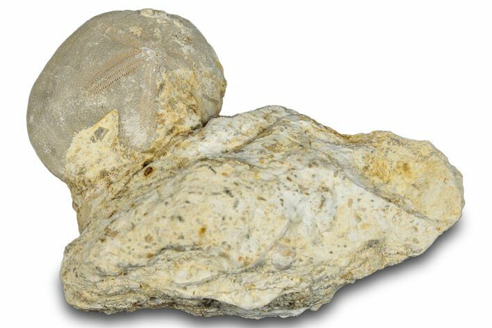 Fossil Echinoid (Hemiaster?) - Taouz, Morocco #290702